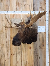 48" Moose Shoulder Mount Taxidermy