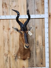 African Hartebeest Shoulder Mount Taxidermy
