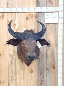 African Dwarf Forest Buffalo Shoulder Mount Taxidermy