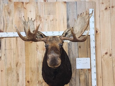 47" Wide Moose Shoulder Mount Taxidermy