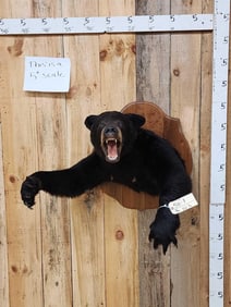 Black Bear Half Body Taxidermy Mount