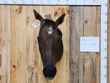 Vintage Real Draft Horse Head Taxidermy Mount
