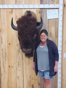 BIG American Bison Buffalo Shoulder Mount Taxidermy