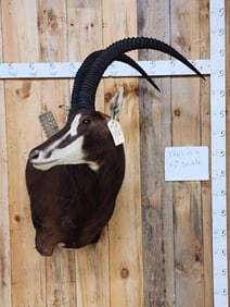African Sable Antelope Shoulder Mount Taxidermy