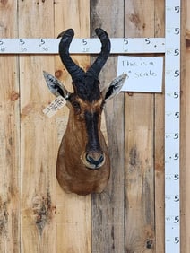 African Red Hartebeest Shoulder Mount Taxidermy