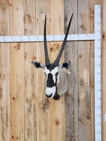 African Gemsbok Shoulder Mount Taxidermy