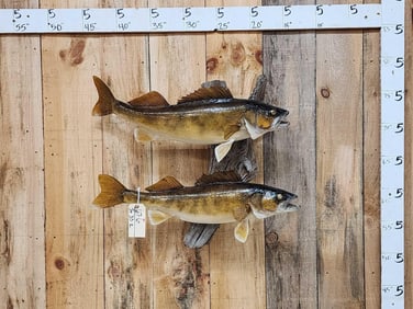 28" And 30" Walleye Real Skin Fish Taxidermy