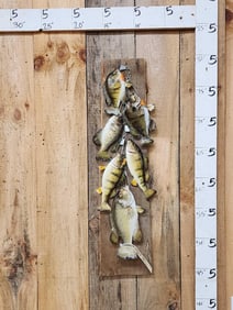Stringer Of 6 Real Skin Fish Taxidermy