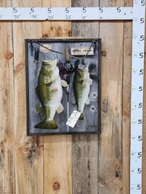 16" And 20" Largemouth Bass Real Skin Fish Taxidermy