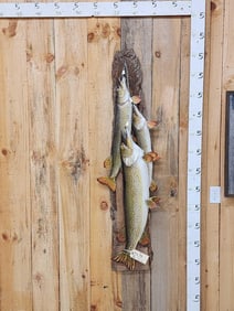 Stringer Of 3 Northern Pike Real Skin Fish Taxidermy