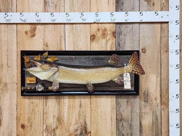 37" Northern Pike Real Skin Fish Taxidermy