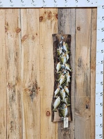 Stringer Of 15 Real Skin Fish Taxidermy