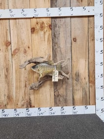 13" Crappie Real Skin Fish Taxidermy