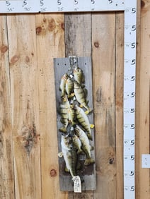 Stringer Of 10 Real Skin Fish Taxidermy