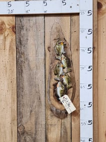 Stringer Of 5 Bluegill Real Skin Fish Taxidermy