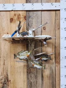 Ice Fishing Scene With 5 Bluegill Real Skin Fish Taxidermy