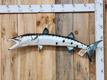 43" Barracuda Real Skin Fish Taxidermy