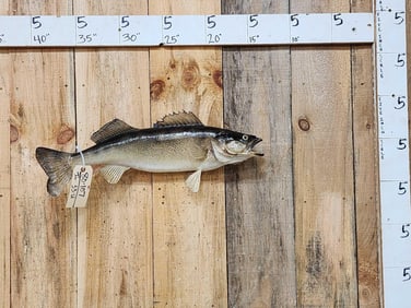 27" Walleye Real Skin Fish Taxidermy