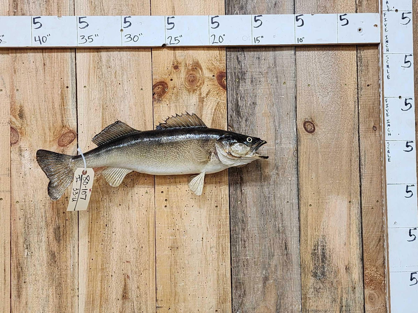 27" Walleye Real Skin Fish Taxidermy (1 of 3)