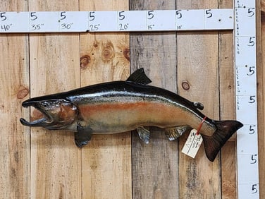 38" Alaskan Rainbow Salmon Real Skin Fish Taxidermy