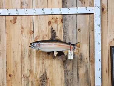 28" Rainbow Trout Real Skin Fish Taxidermy