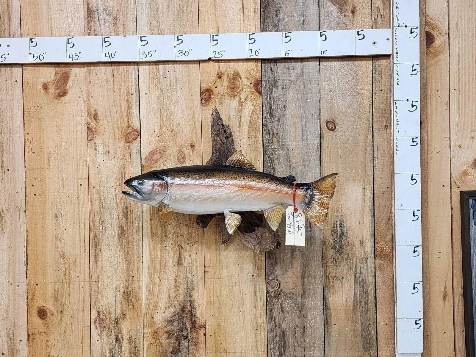 28" Rainbow Trout Real Skin Fish Taxidermy (1 of 4)