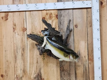 26" Largemouth Bass Real Skin Fish Taxidermy