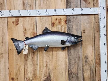 30" King Salmon Real Skin Fish Taxidermy