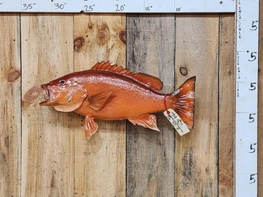 26" Red Snapper Real Skin Fish Taxidermy