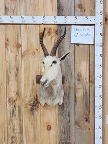 African Roan Blesbok Shoulder Mount Taxidermy