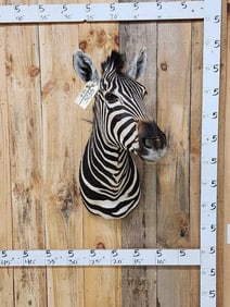 African Zebra Shoulder Mount Taxidermy