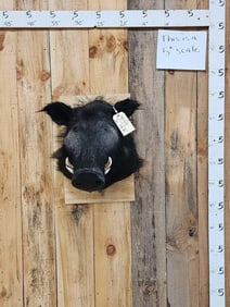 African Giant Forrest Hog Shoulder Mount Taxidermy