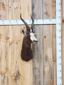 African Blesbok Shoulder Mount Taxidermy