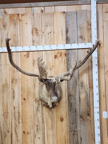 Caribou Shoulder Mount Taxidermy