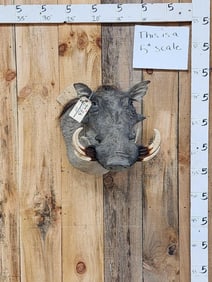 African Warthog Shoulder Mount Taxidermy