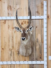 African Waterbuck Shoulder Mount Taxidermy