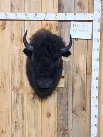 American Bison Buffalo Shoulder Mount Taxidermy