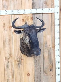 African Blue Wildebeest Shoulder Mount Taxidermy