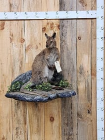 Wallaby Full Body Taxidermy Mount