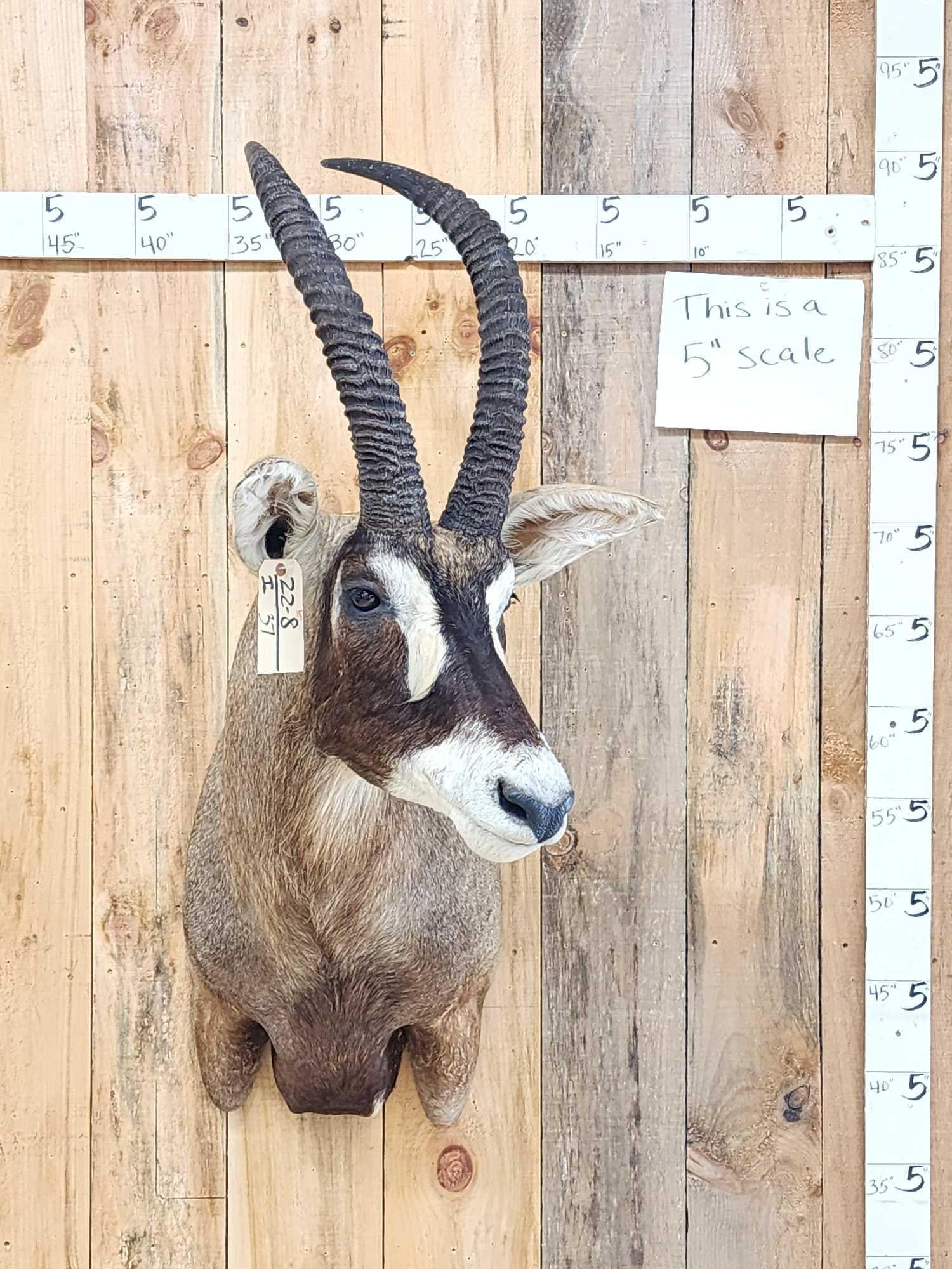 African Roan Antelope Shoulder Mount Taxidermy (1 of 3)