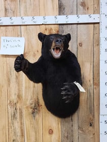 Black Bear Half Body Taxidermy Mount