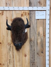 American Bison Buffalo Shoulder Mount Taxidermy