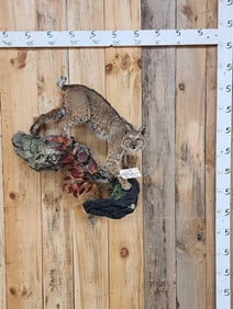 Juvenile Bobcat Full Body Taxidermy Mount