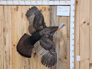 Turkey In Flight Bird Taxidermy Mount