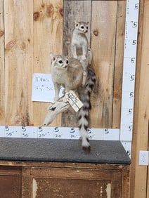 Pair Of Ringtail Cats Full Body Taxidermy Mount