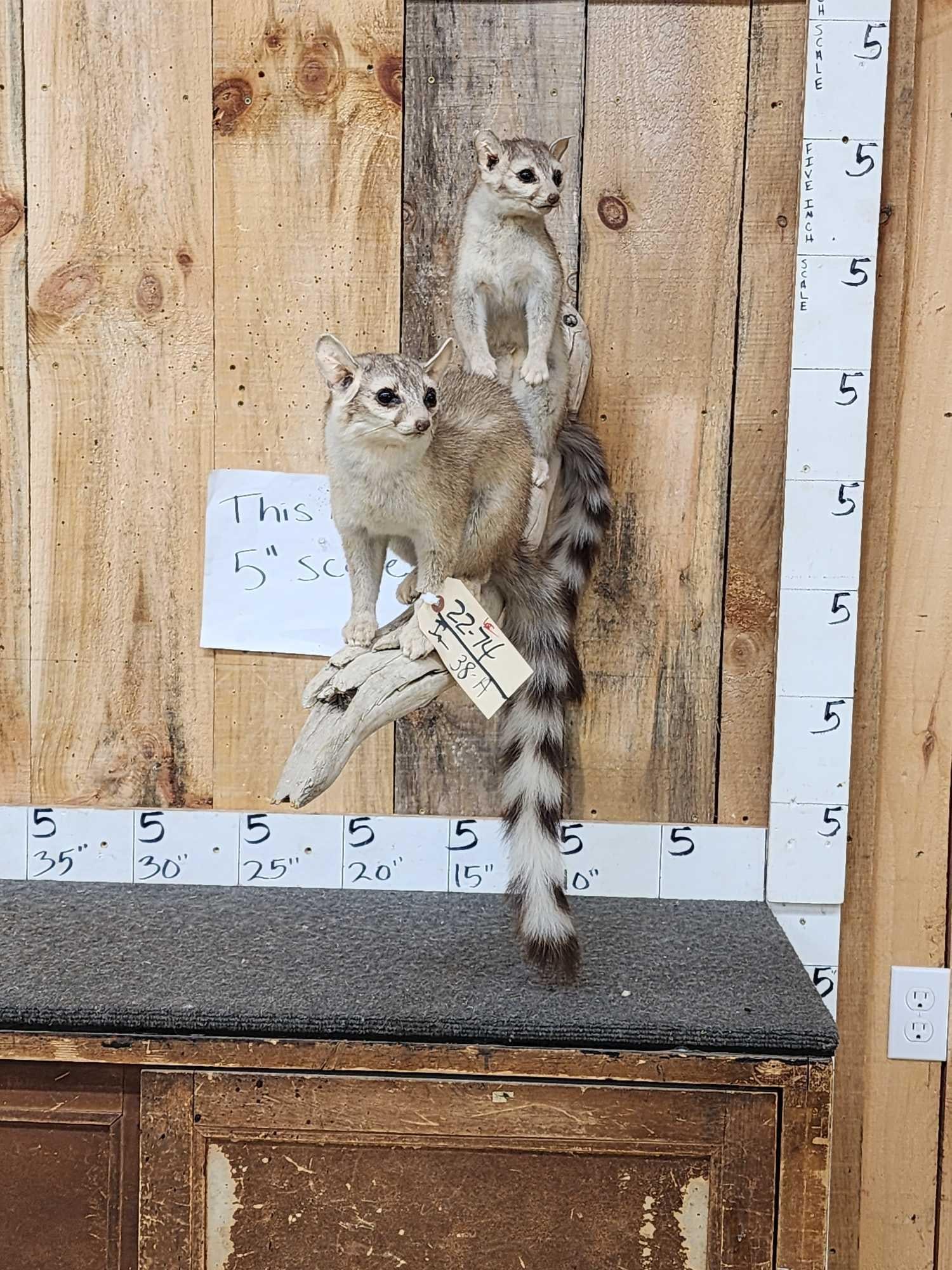 Pair Of Ringtail Cats Full Body Taxidermy Mount (1 of 6)