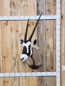African Gemsbok Shoulder Mount Taxidermy
