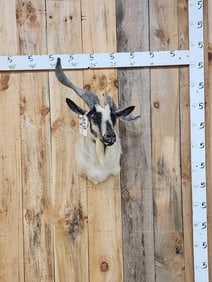 Feral Goat Ibex Cross Shoulder Mount Taxidermy