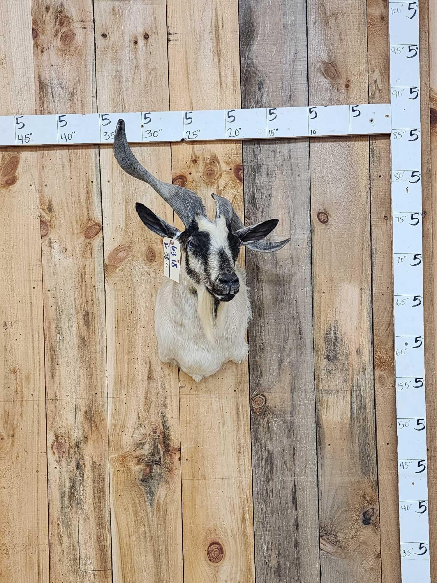 Feral Goat Ibex Cross Shoulder Mount Taxidermy (1 of 3)