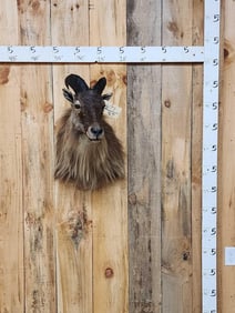 Himalayan Tahr Shoulder Mount Taxidermy